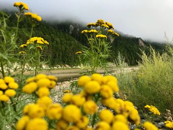 Yellow flowering plants on field