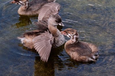 High angle view of ducks in lake