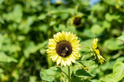Close-up of sunflower on plant
