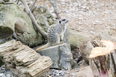 Close-up of a meerkat sitting on a rock