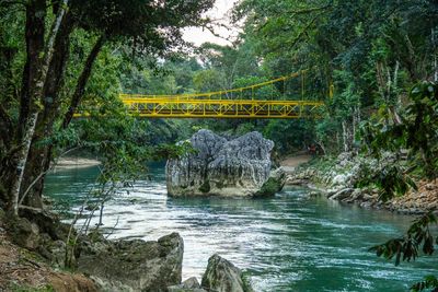 Bridge over river in forest