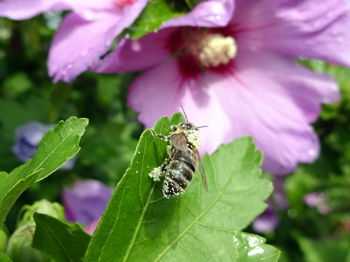 Close-up of butterfly on pink flower