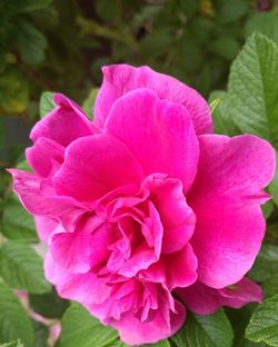 Close-up of pink flower blooming outdoors