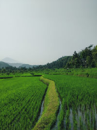 Scenic view of agricultural field against clear sky