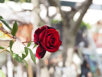 Close-up of red rose