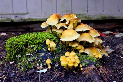 Mushrooms growing on field