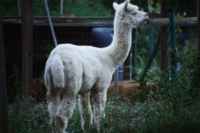 White horse standing on field