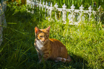 Portrait of cat sitting in field
