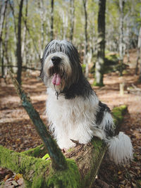 Portrait of polish lowland sheepdog 