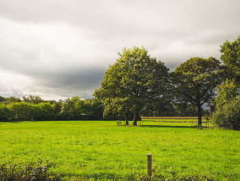 Trees on field against sky