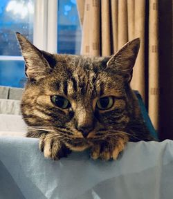 Close-up portrait of a cat at home