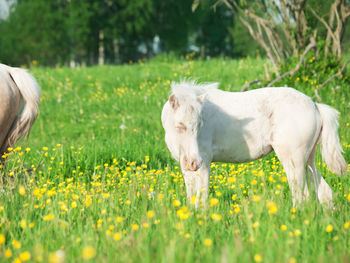 White foal standing on grassy land