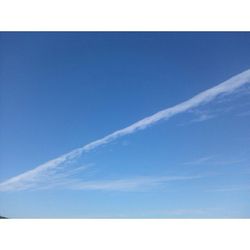 Low angle view of trees against blue sky