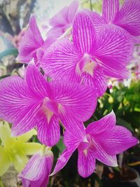 Close-up of pink flowers blooming