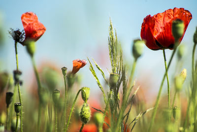 Close-up of poppy blooming outdoors