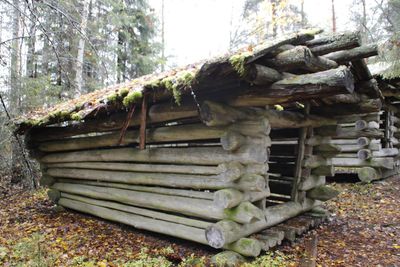 Stack of logs in forest