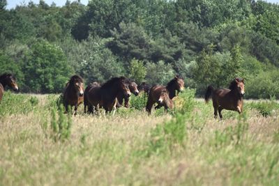 Horses grazing on grassy field