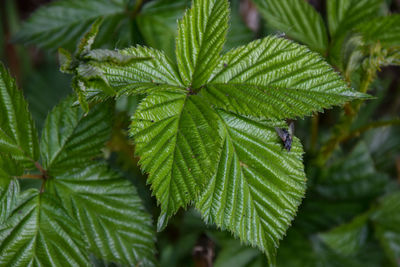 Close-up of green leaves on plant