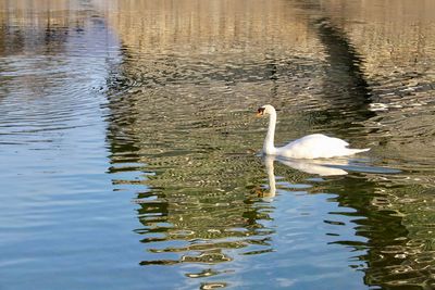 Swan swimming in lake