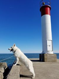 View of a dog on the sea against clear blue sky