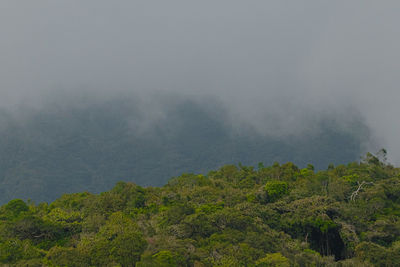 Trees on landscape against sky