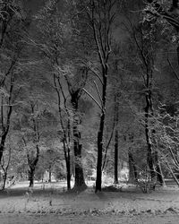 Bare trees on field in forest