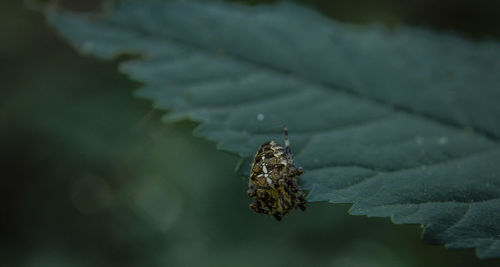 Close-up of insect on plant