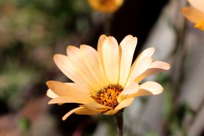 Close-up of flower against blurred background