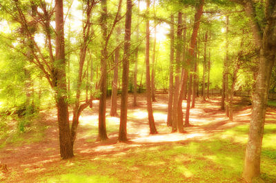 Sun shining through trees in forest