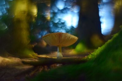 Close-up of mushroom growing in forest