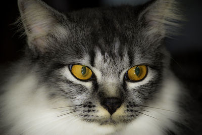 Close-up portrait of cat