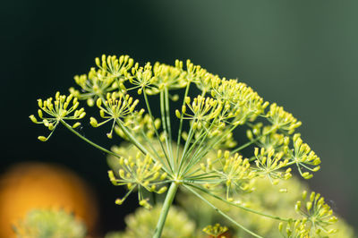 Close-up of flowering plant