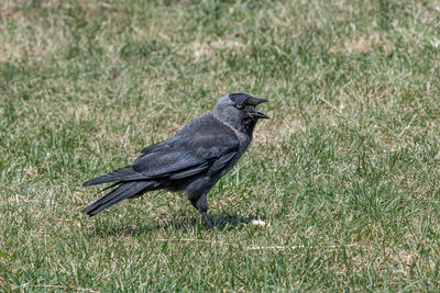 Bird perching on a field