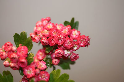 Close-up of pink flowering plant against white background