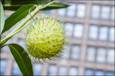 Close-up of flower