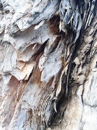 Close-up of tree trunk