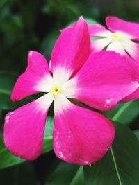 Close-up of pink flower