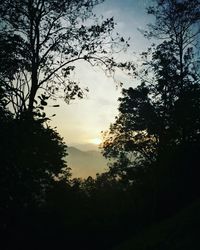Silhouette trees against sky during sunset