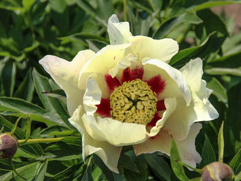 Close-up of flowers blooming outdoors