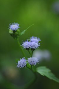 Close-up of purple flower