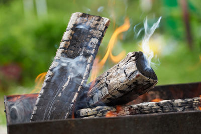 Close-up of bird on wood
