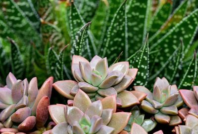 Close-up of succulent plant