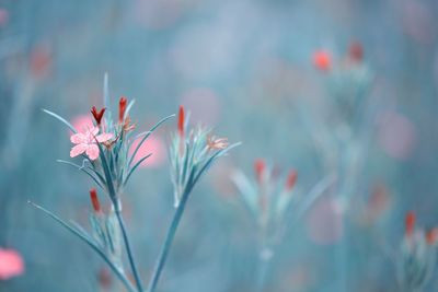 Close-up of pink flowers growing on field