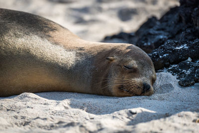 Close-up of sea lion sleeping on sand