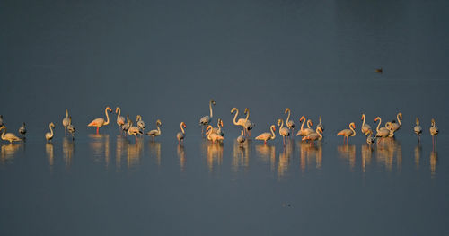 View of birds in lake