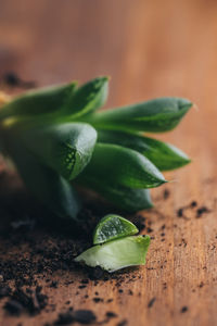 Close-up of green leaves on table