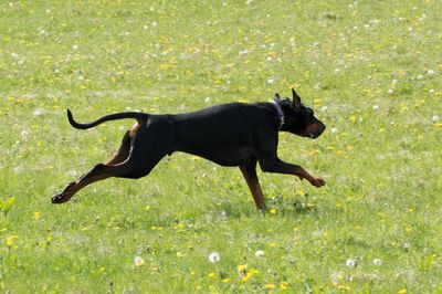 Side view of black dog running on field