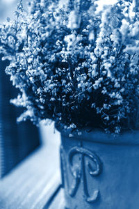 Close-up of white rose flower in pot