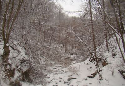 Snow covered trees in forest