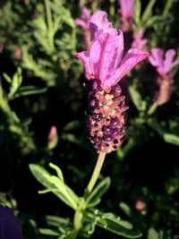 Close-up of pink flowers